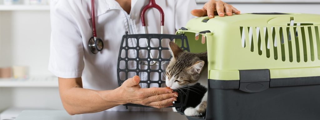Urology & Renal Medicine Archives | Today's Veterinary Nurse