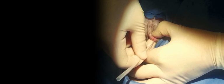 Urethral Obstruction in Male Cats