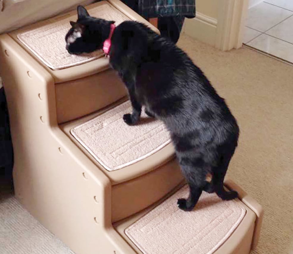 Behavioral Aspects of Caring for Elderly Cats | Today's Veterinary Nurse