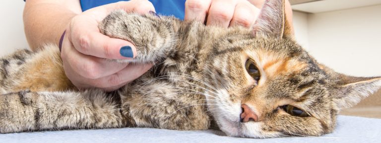 Feline Physical Rehabilitation