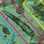 A Technician’s Role in the Treatment of Demodex Patients