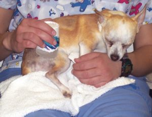 FIGURE B. Patient receiving ice cup massage while recovering from MPL surgery.