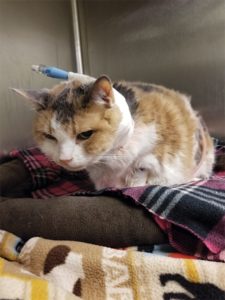 Me-oww! Managing Chronic Feline Pain | Today's Veterinary Nurse - How To Prevent Feline Pain