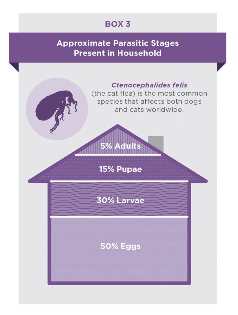 Curated visual reference: Flea Allergy Dermatitis What Your Clients Need To Know Photo Inspiration