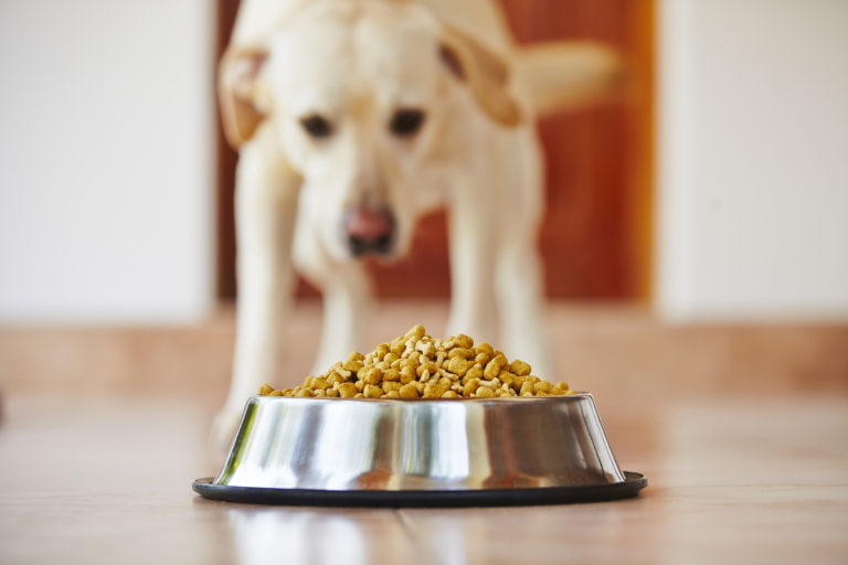 Report From CDC: Salmonella Outbreak May Include Pet Food
