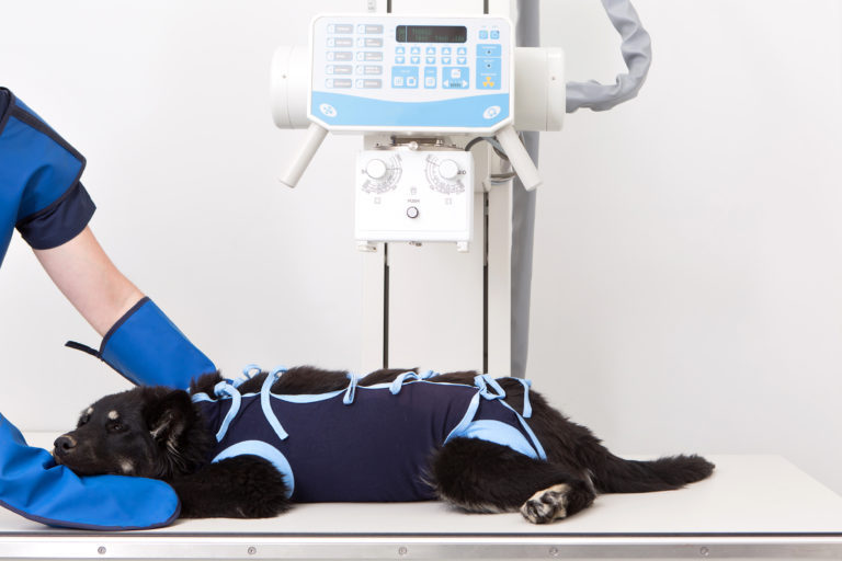 Diagnostic Imaging Veterinary Technician Specialty Recognized by NAVTA