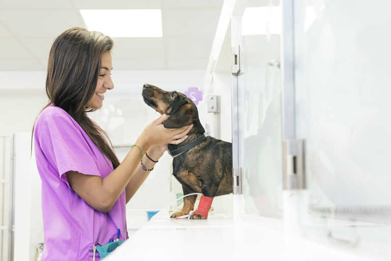 Compassion-First Drives Career Growth for Non-Credentialed Veterinary Technicians and Assistants