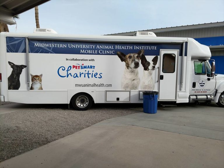An Arizona Community Program Benefits Feral Cats and Veterinary Students