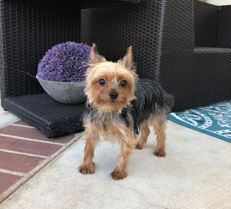 Yorkshire Terrier’s Leg Bones Regrown by UC Davis Surgeons Following a Severe Nonunion Fracture