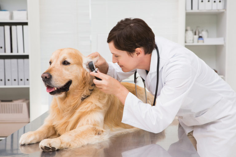 APPA Report: Americans Spent $69.5 Billion on Their Pets in 2017