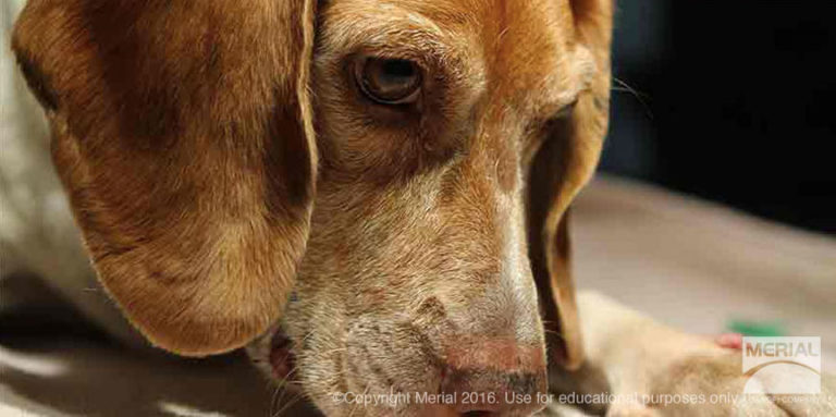 Heartworm 2020 Aims to Boost Number of Protected Dogs