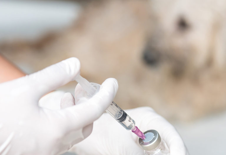 FDA, Pfizer Work to Alleviate Shortage of Injectable Opioids at Veterinary Clinics
