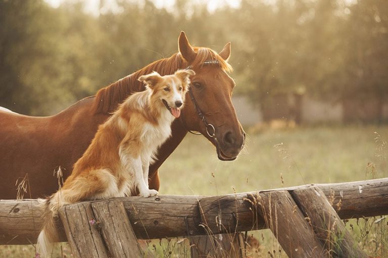 Key Genes for Mucosal Melanoma in Humans, Dogs and Horses Might Help Target New Cancer Therapies