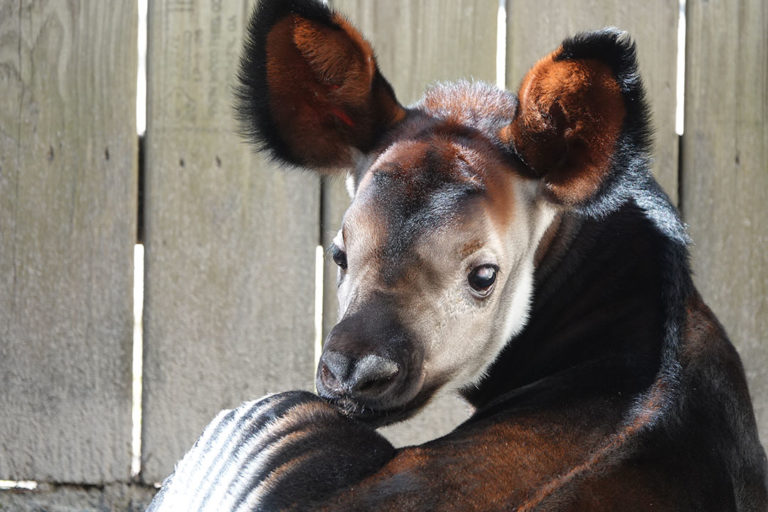 Veterinarians Collaborate to Save the Eye of a Rare Okapi Calf