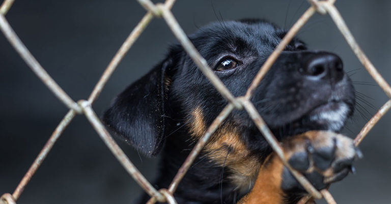 California Bans Commercially Bred Dogs and Cats