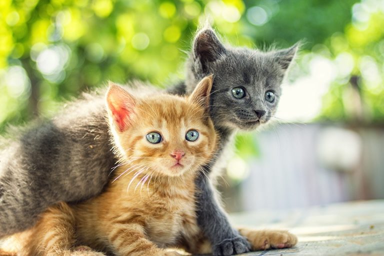 ARS Announces Toxoplasmosis Research Review, Discontinues Research with Cats