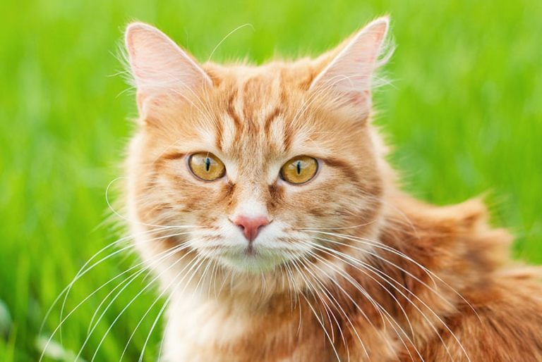 Outdoor Cats Are More Likely to Have Parasitic Infections