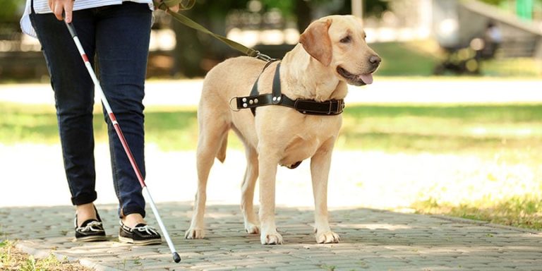 The AmerisourceBergen Foundation Donates $150,000 to Southeastern Guide Dogs
