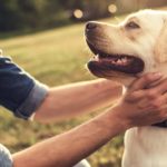heartworm guidelines