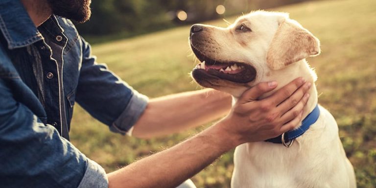 The AHS Guidelines: 2018 Updates, Guidance on Prevention, Testing and Treatment