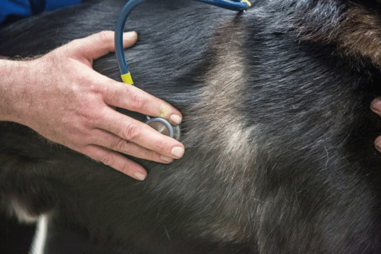 Grant Will Support Pet Care, Veterinary Student Training in Southwest Alaska