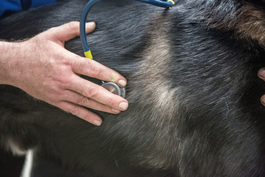 Grant Will Support Pet Care, Veterinary Student Training in Southwest Alaska - Featured Image