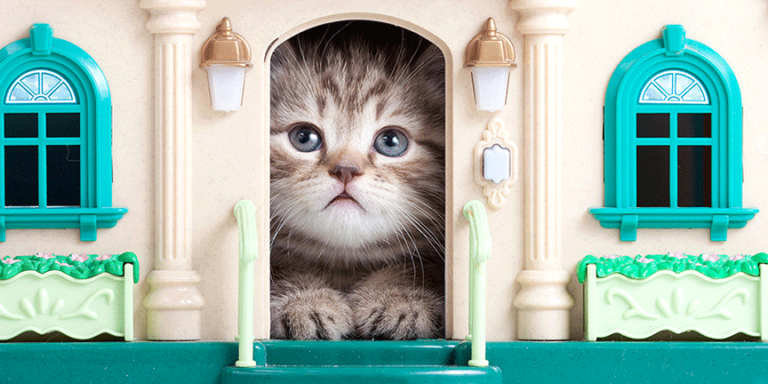 Redfin and Trupanion Name the 25 Most Cat-Friendly Cities of 2019