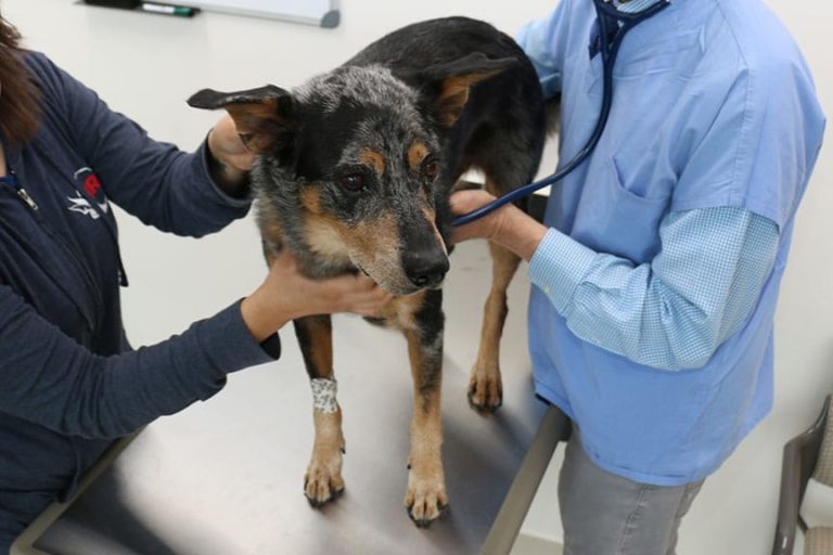 Veterinarians, Physicians Explore Links Between Animal and Human Health