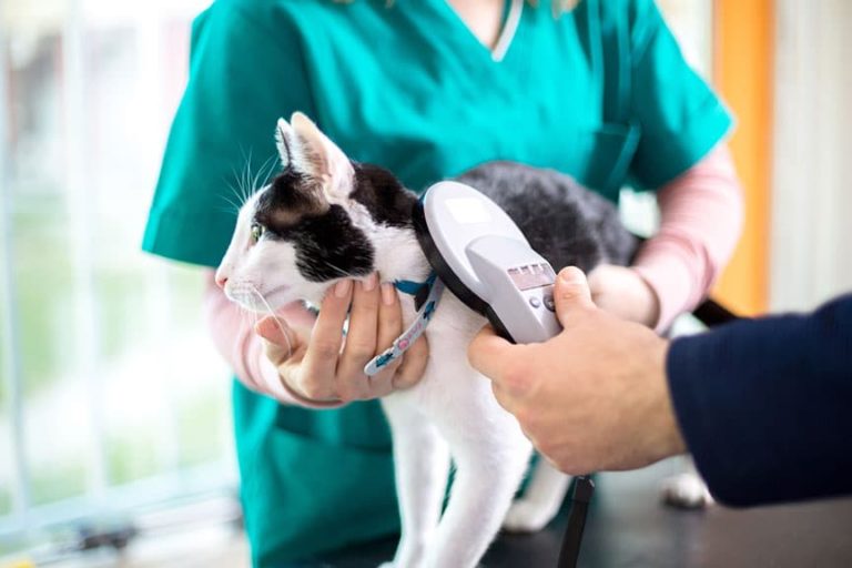 Poll: Are the Majority of Your Pet Patients Microchipped?