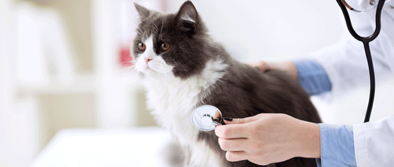It Doesn’t Have to Hurt: Helping Cats that Are in Pain