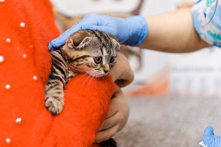 Georgia Animal Shelter Forced to Euthanize 26 Cats Due to Rare Virus