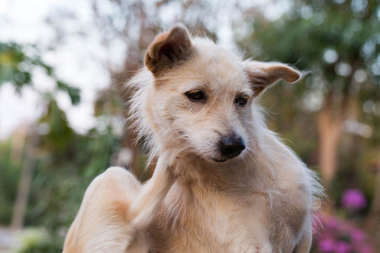 Zoetis: August Is Itchy Pet Awareness Month
