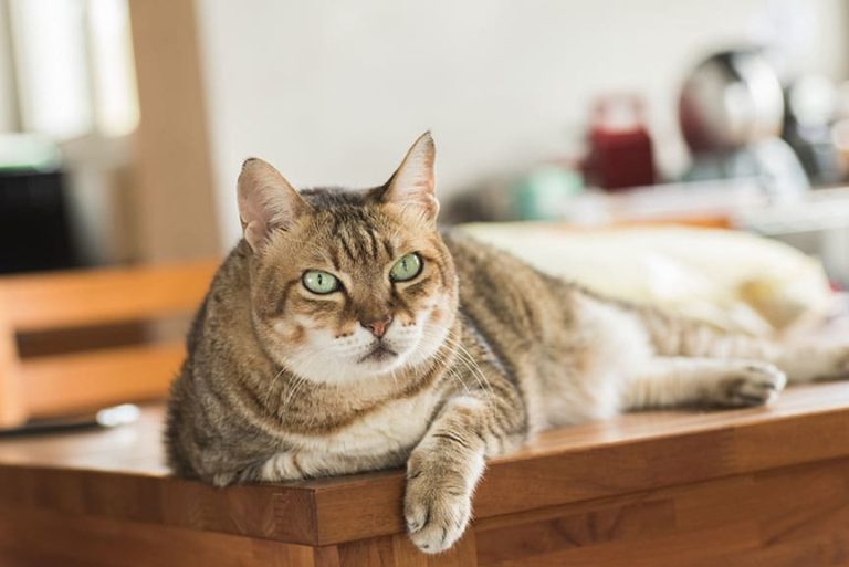 Study: How Cats’ Weights Change Over Time