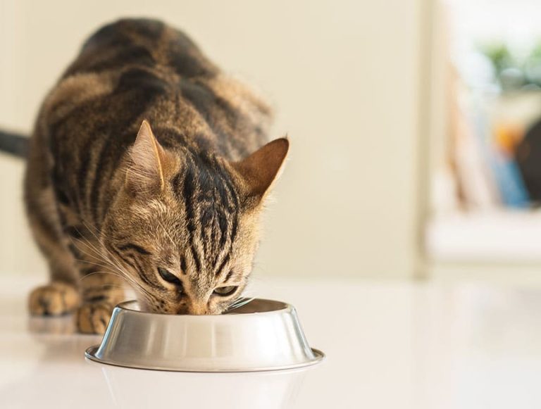 Indiana Police Department Lets Parking Scofflaws Pay Tickets in Cat Food