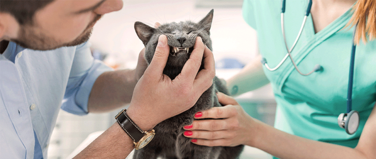 Poll: Are Cat Owners Less Conscientious About Bringing Their Cats In for Preventive Care?