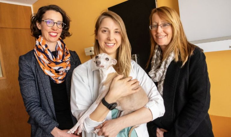 Prescribing Oral Opioids for Dogs Likely Doesn’t Help Them