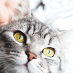 feline zoonoses guidelines