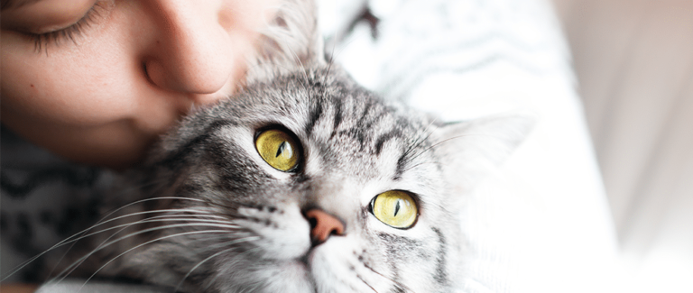 AAFP Releases Updated Feline Zoonoses Guidelines