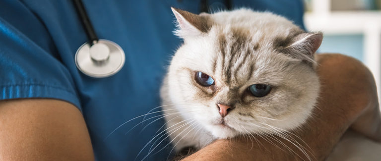 Study Shows Positive Impact of Fear Free Certification in Veterinary Practices