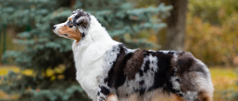 Study: Purebred Dogs Can Exhibit Unusual Traits