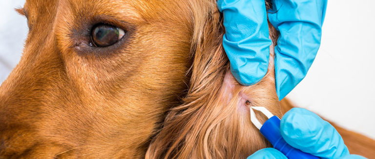 Bill to Combat Lyme and Other Tick-Borne Diseases Advances