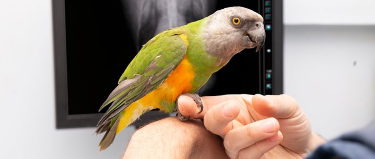 Making Veterinary Care for Birds Fear Free
