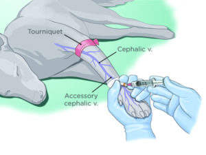 Locoregional Anesthesia for Small Animal Patients