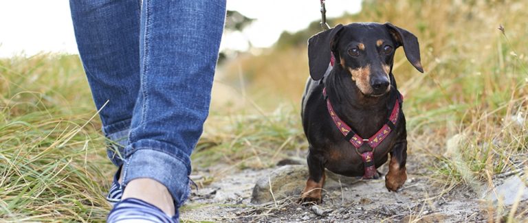 Coronavirus FAQs for Pet Owners: How to Promote Safe, Healthy Behavior
