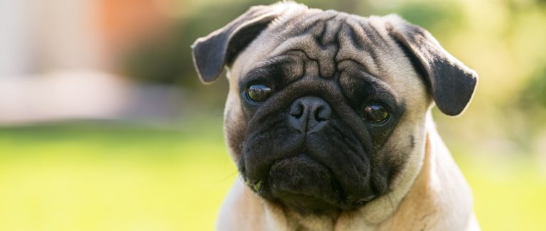 Coronavirus False Alarm for Pet Pug Highlights Importance of Confirmatory Testing