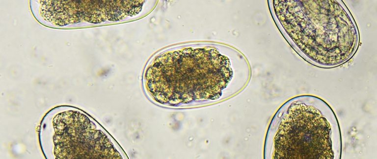 Worm Wars Campaign Launched by Boehringer Ingelheim