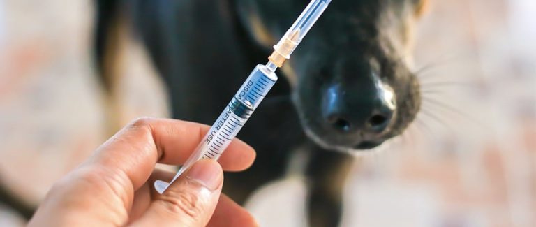 Merck Animal Health Supports Rabies Elimination by 2030 on World Rabies Day
