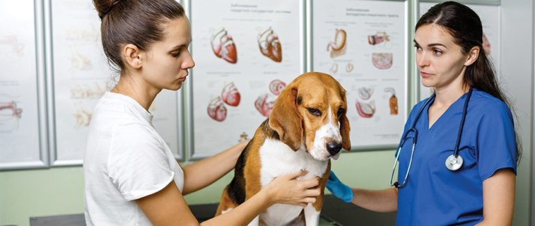 Talking to Clients About the Risks from Anesthesia