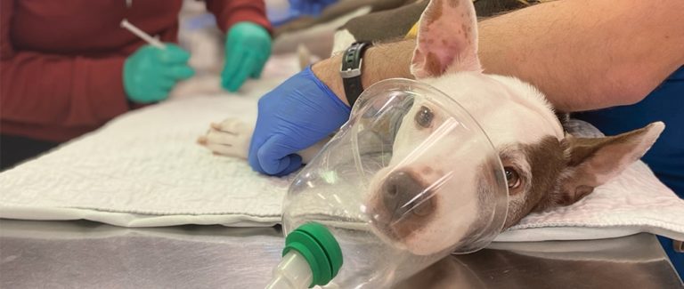 The Veterinary Nurse’s Role in Reading Blood Gases