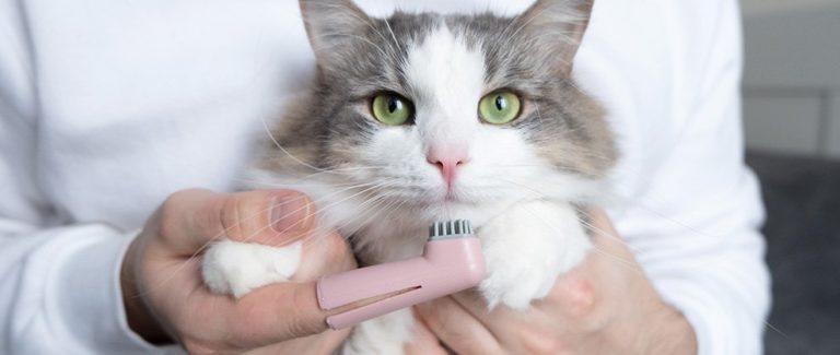 Tooth Brushing 101: Dogs & Cats